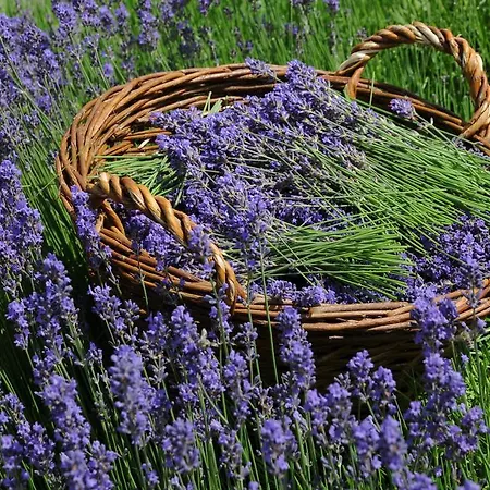 Vakantiehuis Sulamith Mit Garten Sankt Kathrein am Offenegg