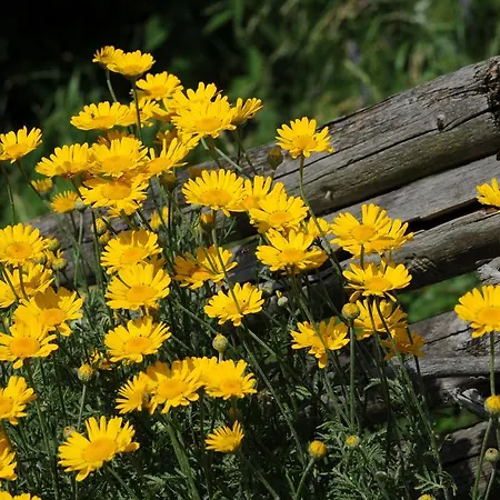 Vakantiehuis Sulamith Mit Garten *