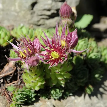 Sulamith Mit Garten