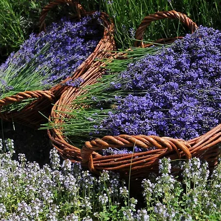 Дом отдыха Sulamith Mit Garten Санкт-Катрайн-ам-Оффенэгг