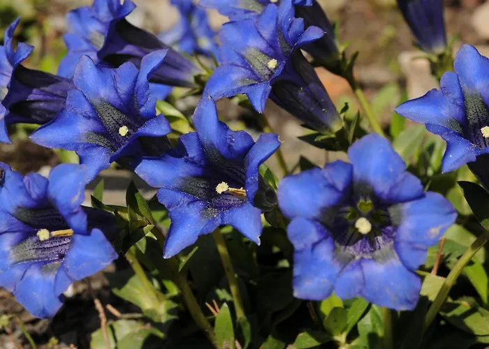 Sulamith Mit Garten بيت للعطل *