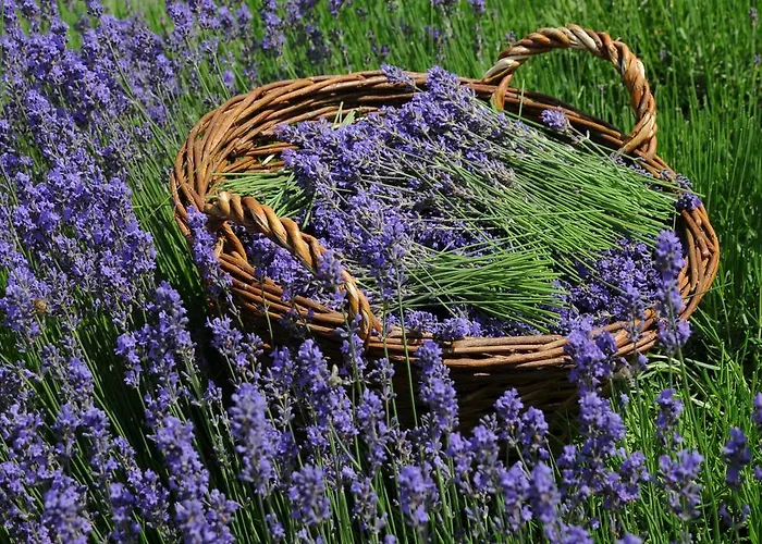 Дом отдыха Sulamith Mit Garten Санкт-Катрайн-ам-Оффенэгг