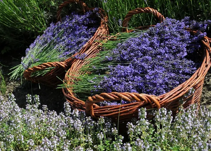 بيت للعطل Sulamith Mit Garten سانكت كاثرين ام اوفينيغ